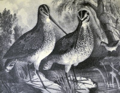 English Snipe by N. and Ives, J.M. Currier